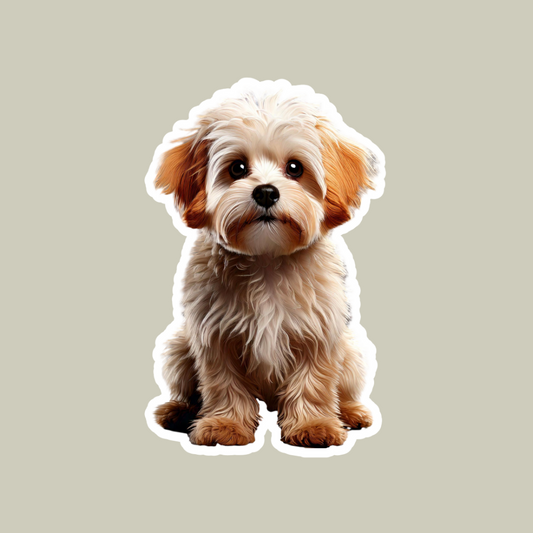 Maltipoo Sticker